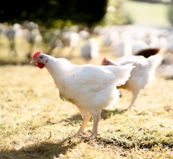 Chicken in a field