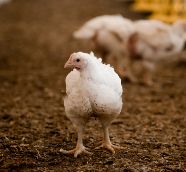 Chicken in a farm