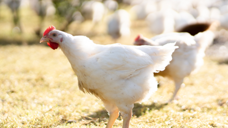 Chicken in a field