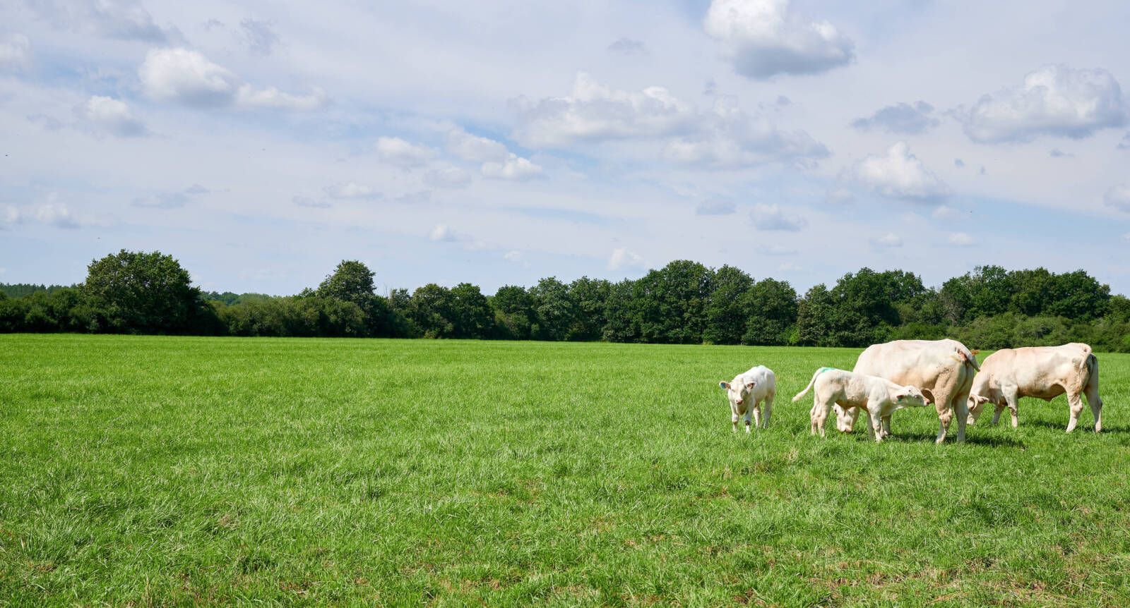 Cows in a grassy field