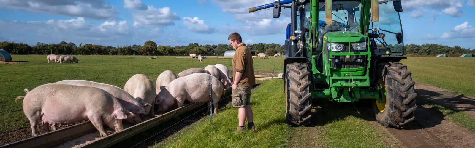 Man in field with tractor and pigs