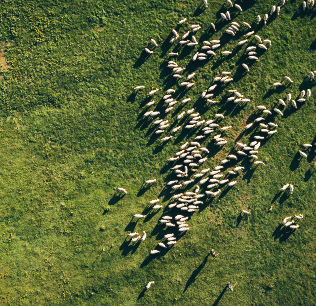 Aerial image of sheep grazing in a grassy field